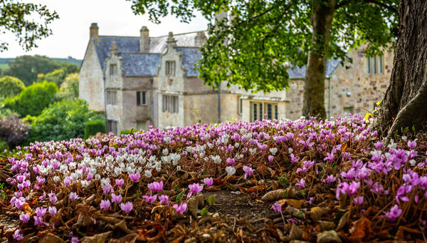 Carpet of pink and white cyclamen flowers on woodland floor with out of focus English Manor House in background