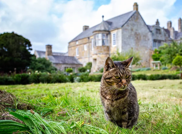 Close up of striking tabby cat with out of focus English Manor House in background