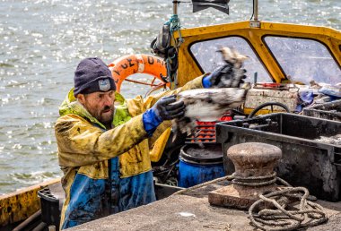 Balıkçı boşaltma catch Mudeford, Dorset, İngiltere 30 Nisan 2015 alınan