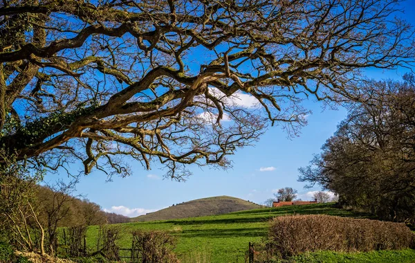 Lugna Engelska Landsbygden Jordbruksmark Leder Till Cley Hill Wiltshire — Stockfoto