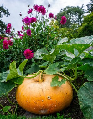 Cadılar Bayramı için bahçede büyüyen büyük sarı kabak