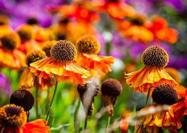 Parlak turuncu çiçek başları ve yaprakları kapat