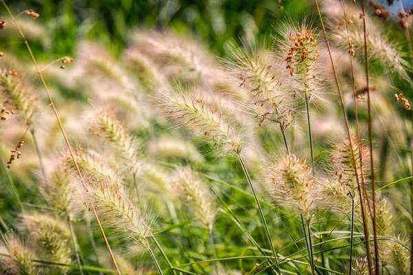 バックライト付きの耳を持つ美しい観賞用の背の高い草 — ストック写真