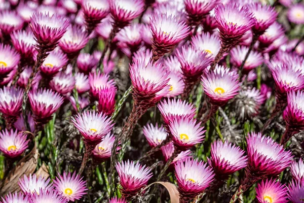 Canlı Pembe Sarı Bahar Çiçek Bloomsg — Stok fotoğraf