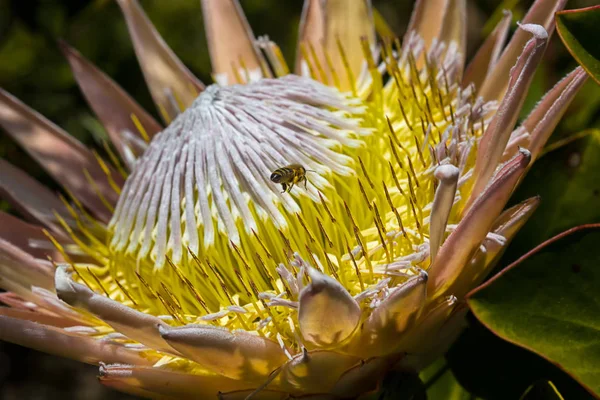 Fechar Australain Cabeça Flor Amarela Com Vespa Procura Néctar — Fotografia de Stock