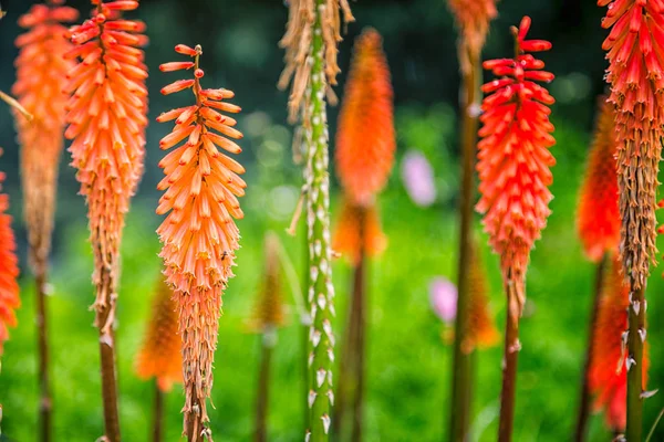 オレンジ赤い熱い火かき棒の花のクラスターのクローズ アップ — ストック写真