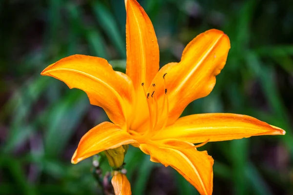 Primer Plano Del Día Amarillo Lily — Foto de Stock