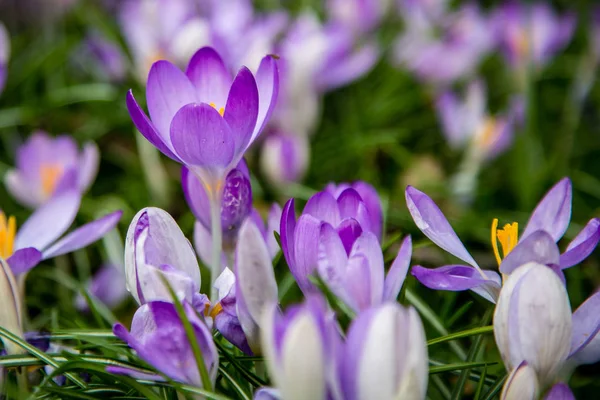 Gros Plan Des Crocus Violets Fleurs — Photo