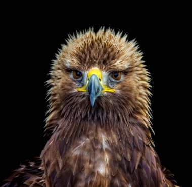 Altın kartal baş ve omuzlar siyah bir bcakground karşı yakın