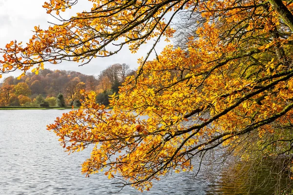 Magnífico Outono Dourado Amarelo Folhas Retroiluminadas Galhos Árvores Sobre Lago — Fotografia de Stock