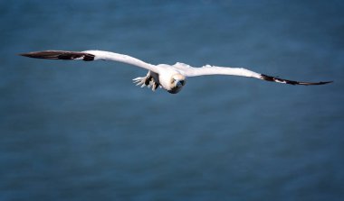Gökyüzünde süzülen bir Gannet, yakın çekim