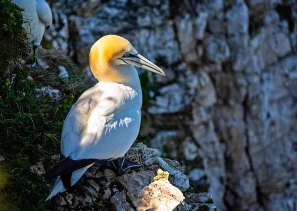 Primer Plano Gannet Encaramado Borde Del Acantilado —  Fotos de Stock