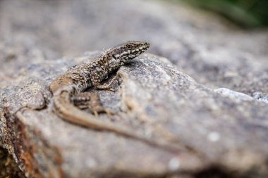Kertenkele derisi dökülme süreci, yakın çekim