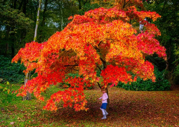 Chica Joven Jugando Bajo Acer Tree Colores Otoño Rojo Brillante — Foto de Stock