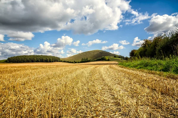 Tranquil English rolling landscape with hill and corn field