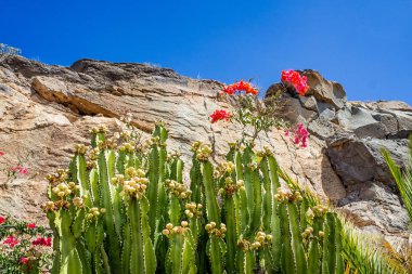 Büyük çiçekli kaktüs karşı bir kısır kayalık uçurum