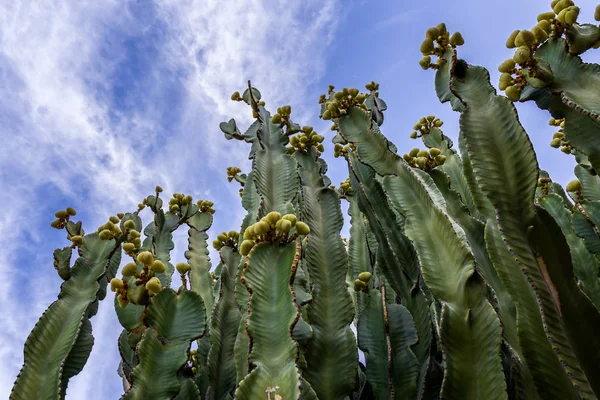 Meyve için mavi bir gökyüzüne uzayan büyük kaktüsler