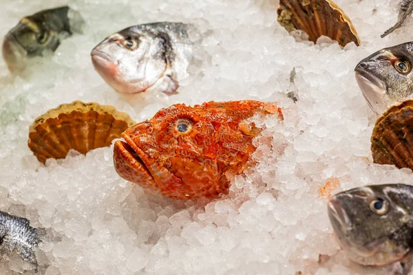 fish heads and shells on display in bed of ice outside restaurant in Venice, Italy