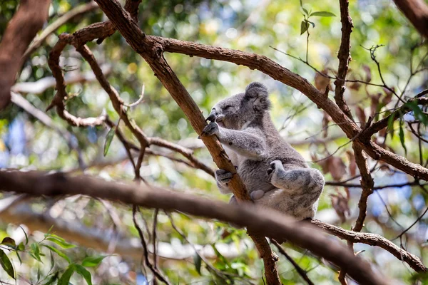 Close Van Koala Bear Klimmen Boom — Stockfoto