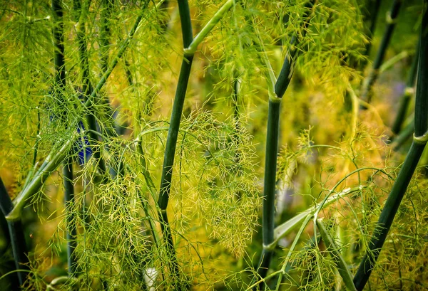 Padrões Intrincados Formados Por Novos Brotos Bambu Crescimento — Fotografia de Stock