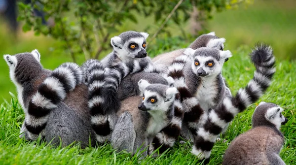 Close Van Groep Van Ring Tailed Lemurs Ineengedoken Samen Buiten — Stockfoto