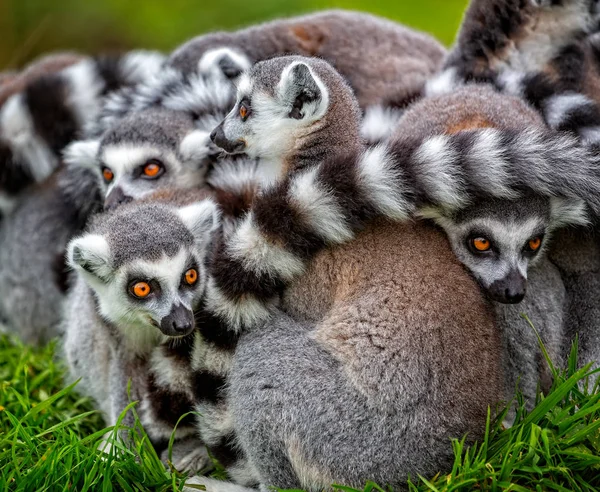 Närbild Gruppen Ring Tailed Lemurer Kurade Ihop Utomhus — Stockfoto