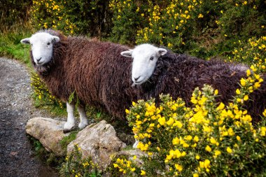 Nadir doğurmak beyaz başlı çifti ve kahverengi Herdwick koyun Lke ilçe, Cumbria, İngiltere'de kaplı