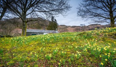 Lake District, Cumbria, İngiltere'de yamaca sarı nergis halı