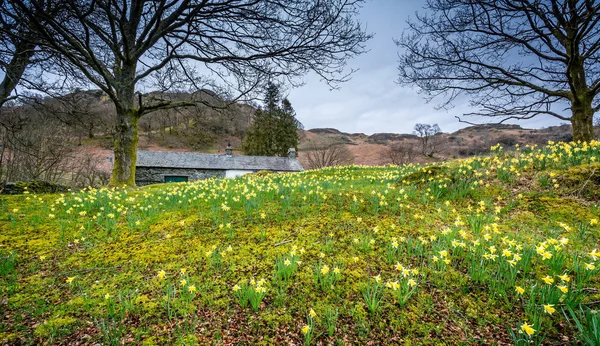 Χαλί Κίτρινο Νάρκισσους Στην Πλαγιά Του Λόφου Στο Lake District — Φωτογραφία Αρχείου