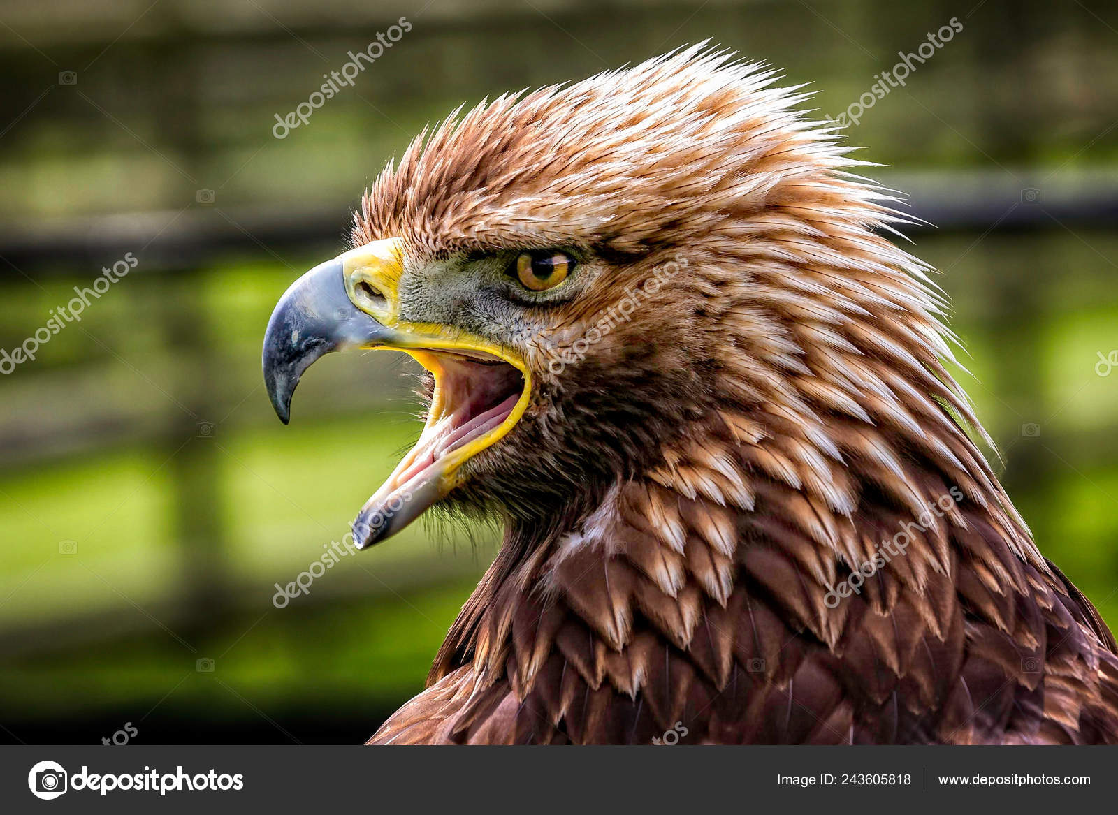 Close Profile View Juvenile Golden Eagle Beak Open Stock