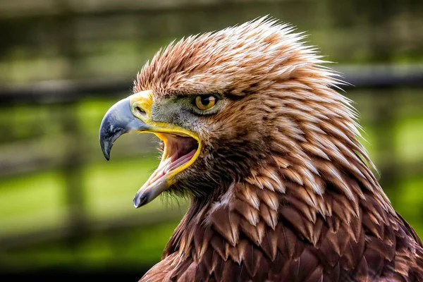 Vista Cercana Del Perfil Águila Dorada Juvenil Con Pico Abierto — Foto de Stock