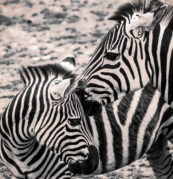 Zbliżenie Pary Zebra Czerni Bieli — Zdjęcie stockowe