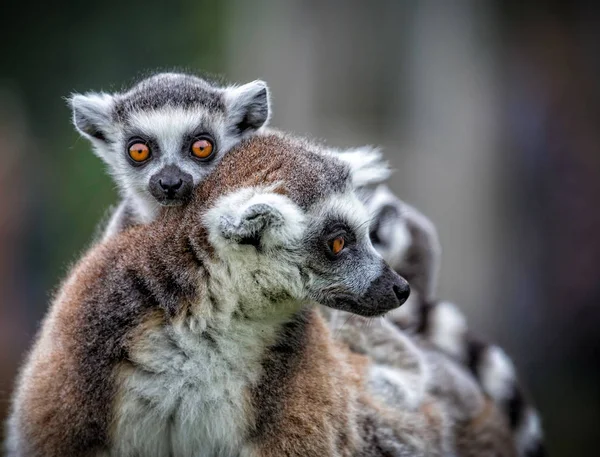 Blisko Parą Uroczych Lemurów Pierścieniem Ogonowym — Zdjęcie stockowe