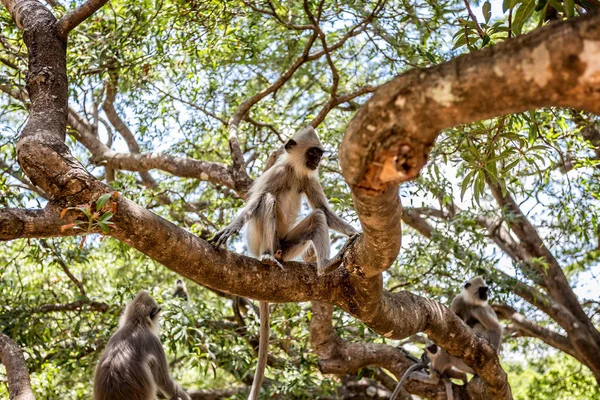 Zbliżenie Grupy Szarych Małp Langur Wspinających Się Gałęzie — Zdjęcie stockowe