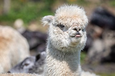 Kafası kalkık ve komik ifadesi olan beyaz Alpaca 'ya yaklaş