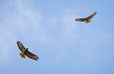 Kanatları açık uçan bir çift şahini yakından takip edin.