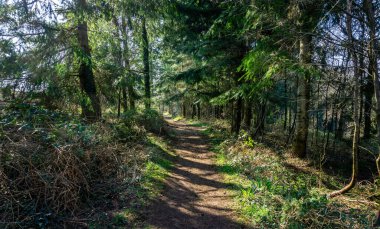 İngiltere 'nin Wiltshire kentindeki ormanlık arazide İngiliz kırsal patikası.