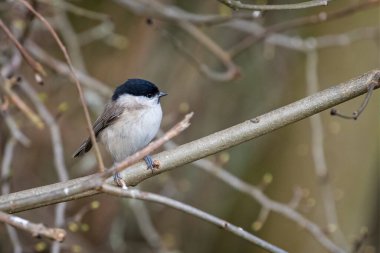 Close up of a Marsh Tit perched on a branch against a diffuse background