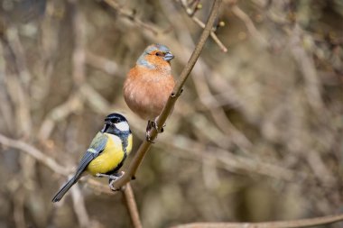 Close up of a Chaffinch alongside a Great Tit perched on a branch against a diffuse background