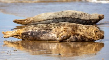 Norfolk, İngiltere 'deki Horsey Gap' te gülümseyen gri foklara yakın durun.