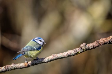 Close up of a Blue Tit perched on a branch against a diffuse background