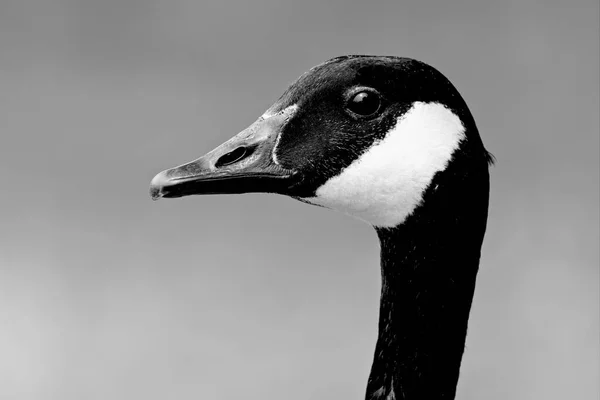 Slående Svart Och Vitt Närbild Huvudet För Vuxna Kanada Goose — Stockfoto