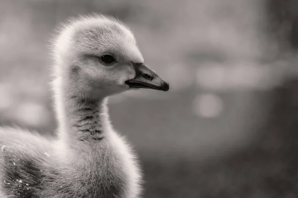 Preto Branco Close Bonito Fofo Canada Goose Gosling Vista Lateral — Fotografia de Stock