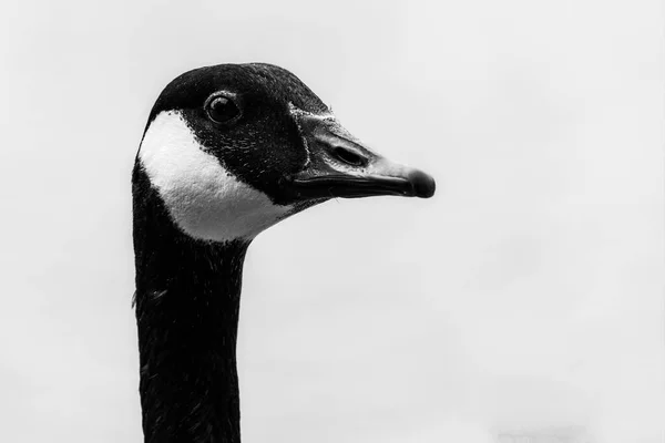 Impresionante Primer Plano Blanco Negro Cabeza Ganso Canadá Adulto Vista —  Fotos de Stock