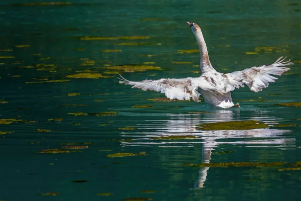 イギリスのウィルトシャー州の湖で若い白鳥の羽ばたき翼の閉鎖 — ストック写真