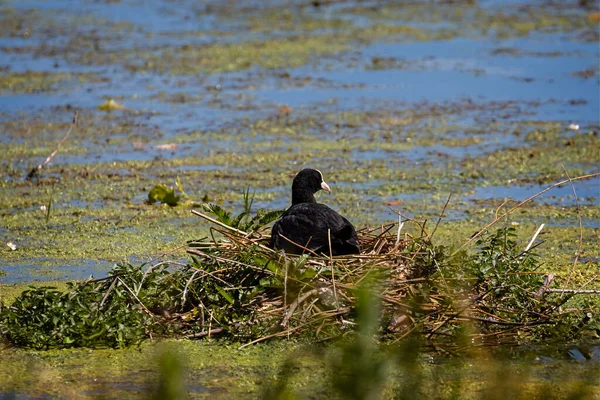 Blisko Coot Nest Skraju Jeziora Wiltshire Wielka Brytania — Zdjęcie stockowe