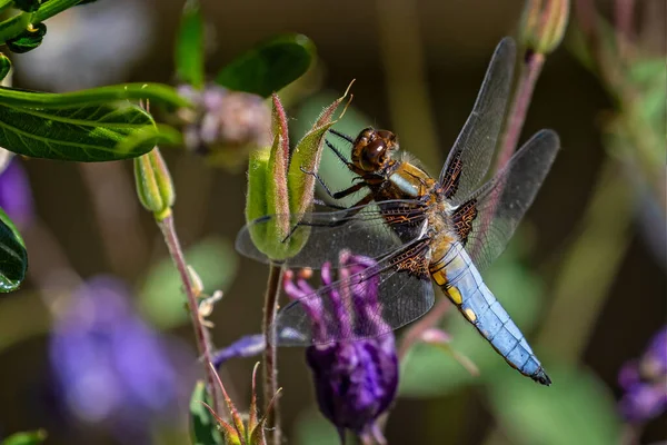 Primer Plano Una Hermosa Libélula Libellula Depressa Brote Planta Con — Foto de Stock