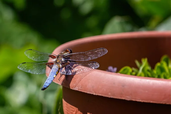 Primer Plano Una Hermosa Libélula Libellula Depressa Lado Maceta Con — Foto de Stock