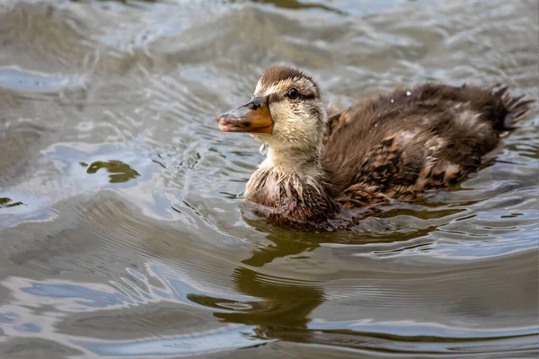 Close Young Mallard Duckling Water — Stock Photo, Image