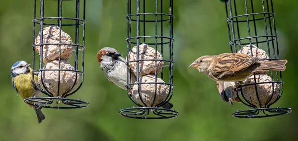 Composite Image Blue Tit Male Sparrow Female Sparrow Feeding Bird — ストック写真